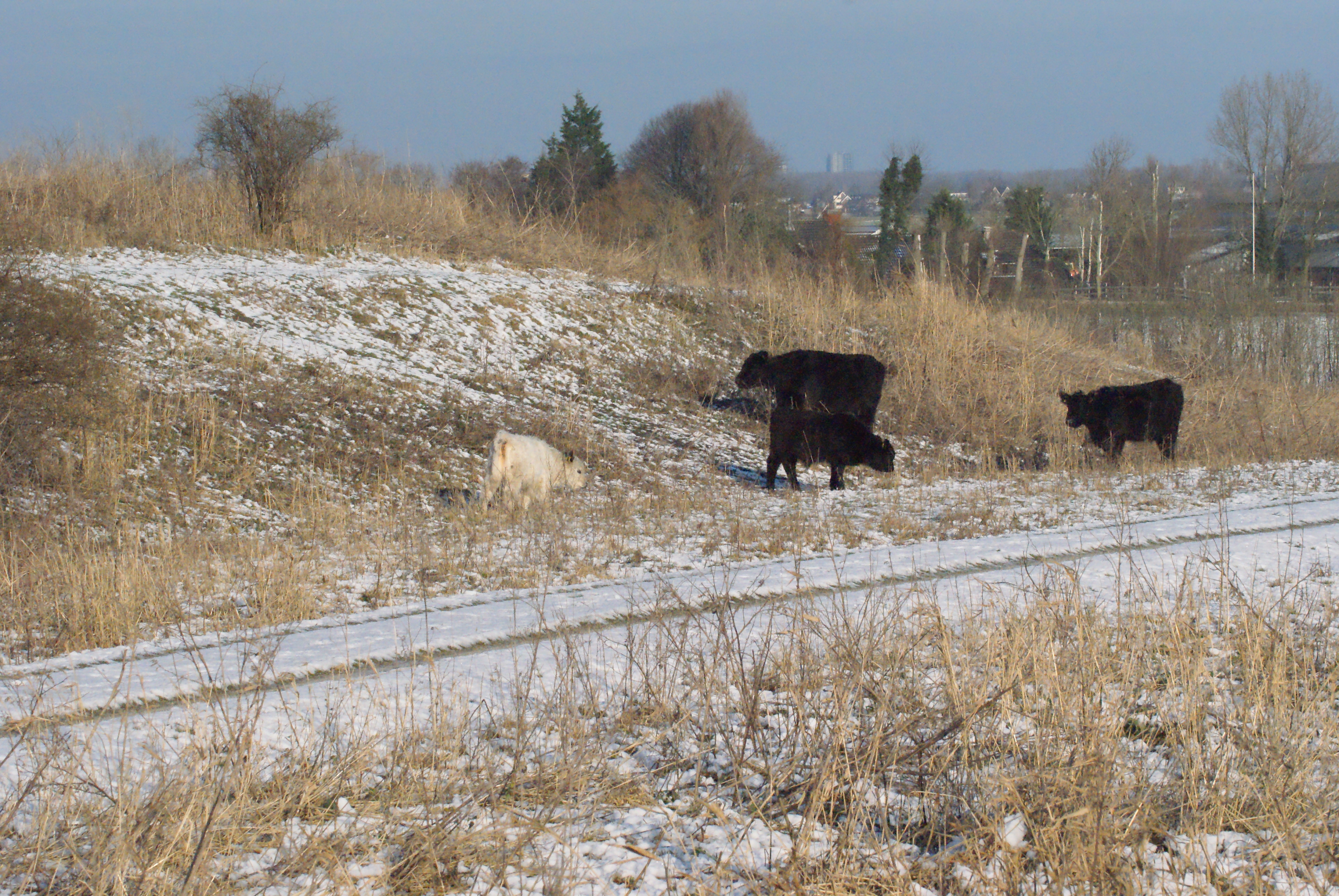 Gallowayrunderen in het Buytenpark in de winter