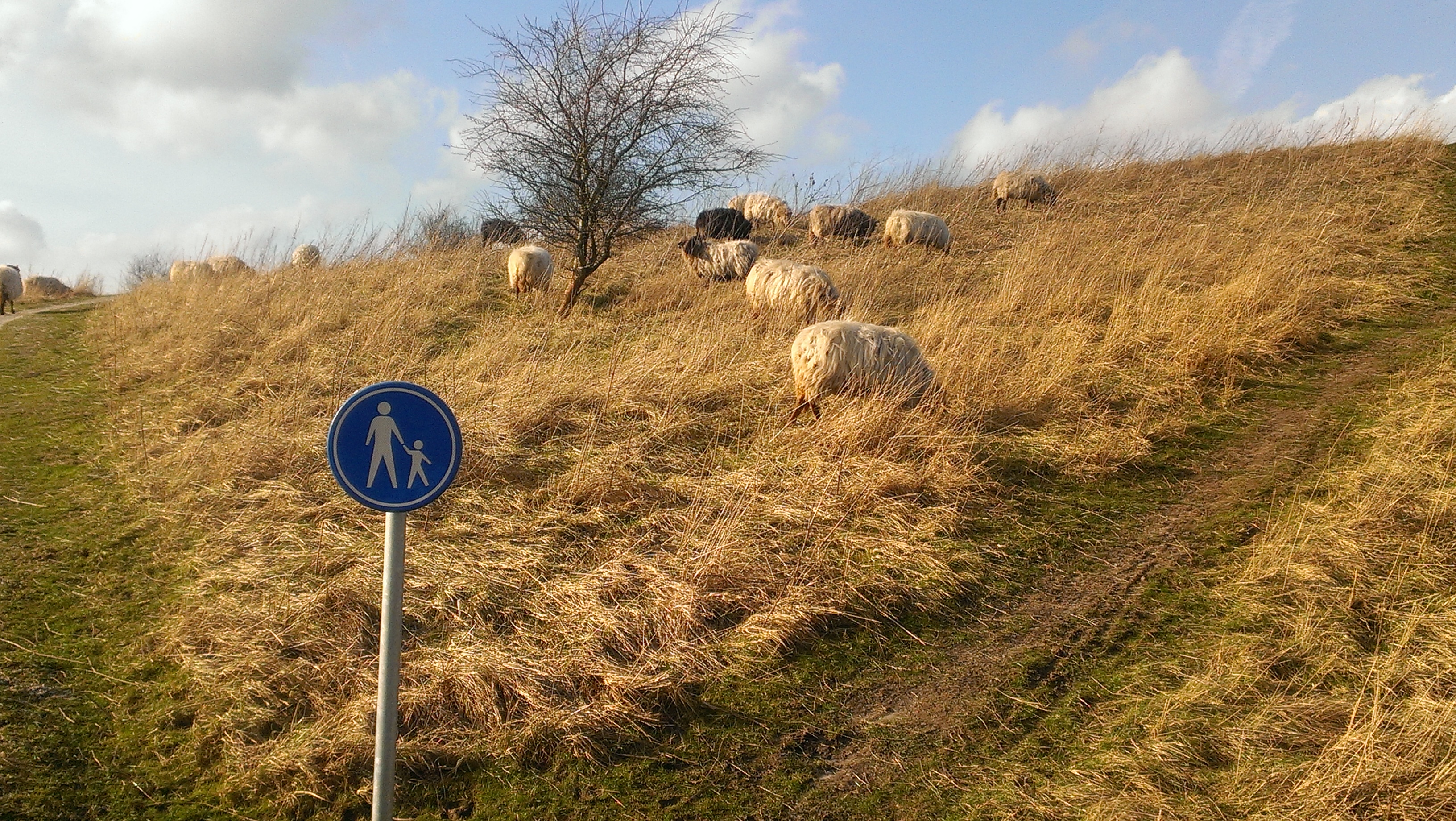 Voetpad en schapen in het Buytenpark